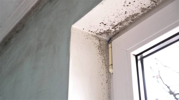 Best Toxic Mold Removal  in East Douglas, MA