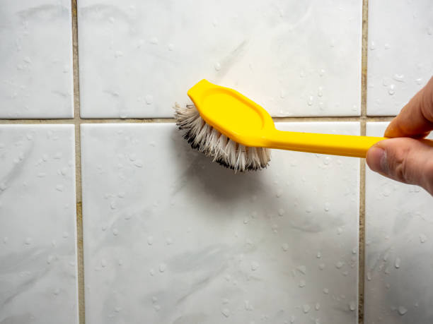 Best Affordable Mold Removal  in East Douglas, MA