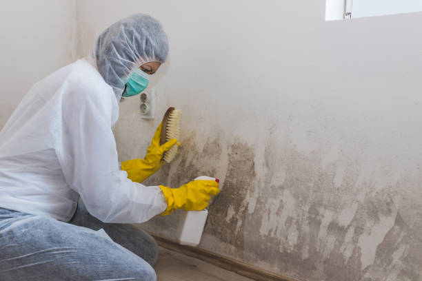 Best Mold Testing  in East Douglas, MA