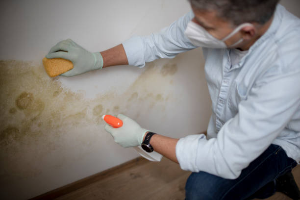 Best Mold Testing and Removal  in East Douglas, MA