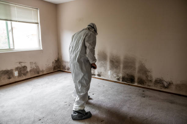 Mold Removal and Inspection in East Douglas, MA
