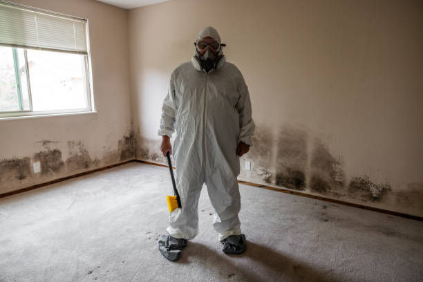 Office Mold Removal Services in East Douglas, MA