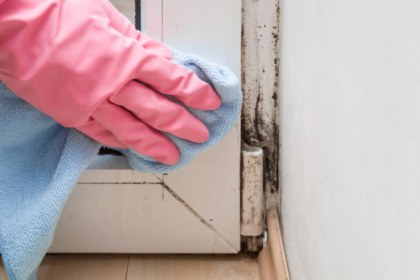Best Home Mold Removal  in East Douglas, MA