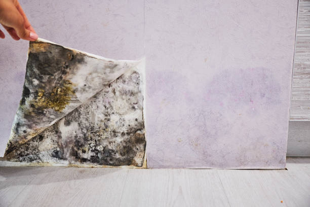 Best Mold Removal and Inspection  in East Douglas, MA